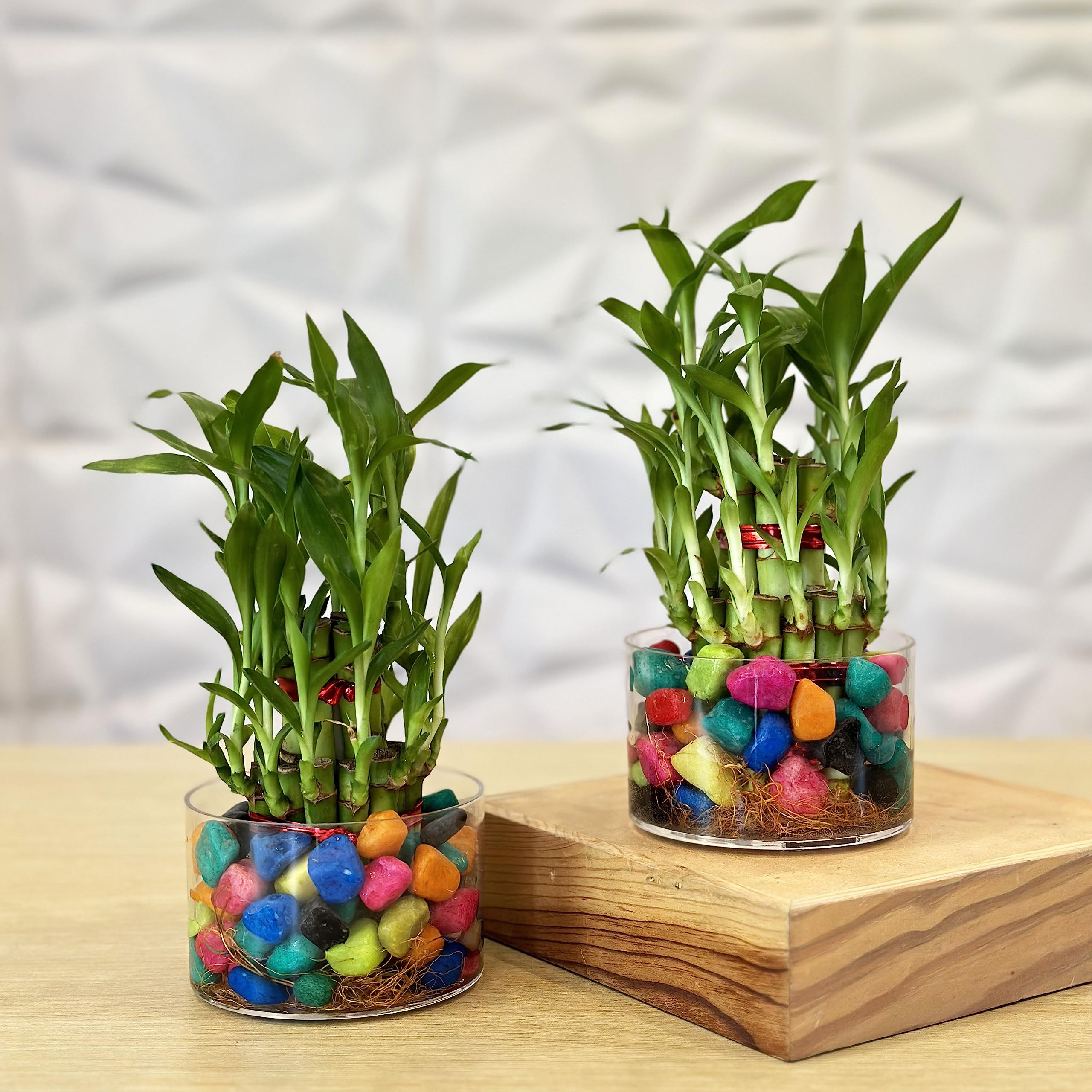 See full amazon price history chart for Unlimited Greens Combo Of 2 Lucky Bamboo Feng Shui Plants (2 Layer), Acrylic Pot Diameter - 4 Inches Height - 2.5 Inches With Multi colored Stones Unlimited Greens Combo Of 2 Lucky Bamboo Feng Shui Plants (2 Layer), Acrylic Pot Diameter - 4 Inches Height - 2.5 Inches With Multi colored Stones (B0C7GDFVMQ) Amazon Price History, Amazon Price Tracker