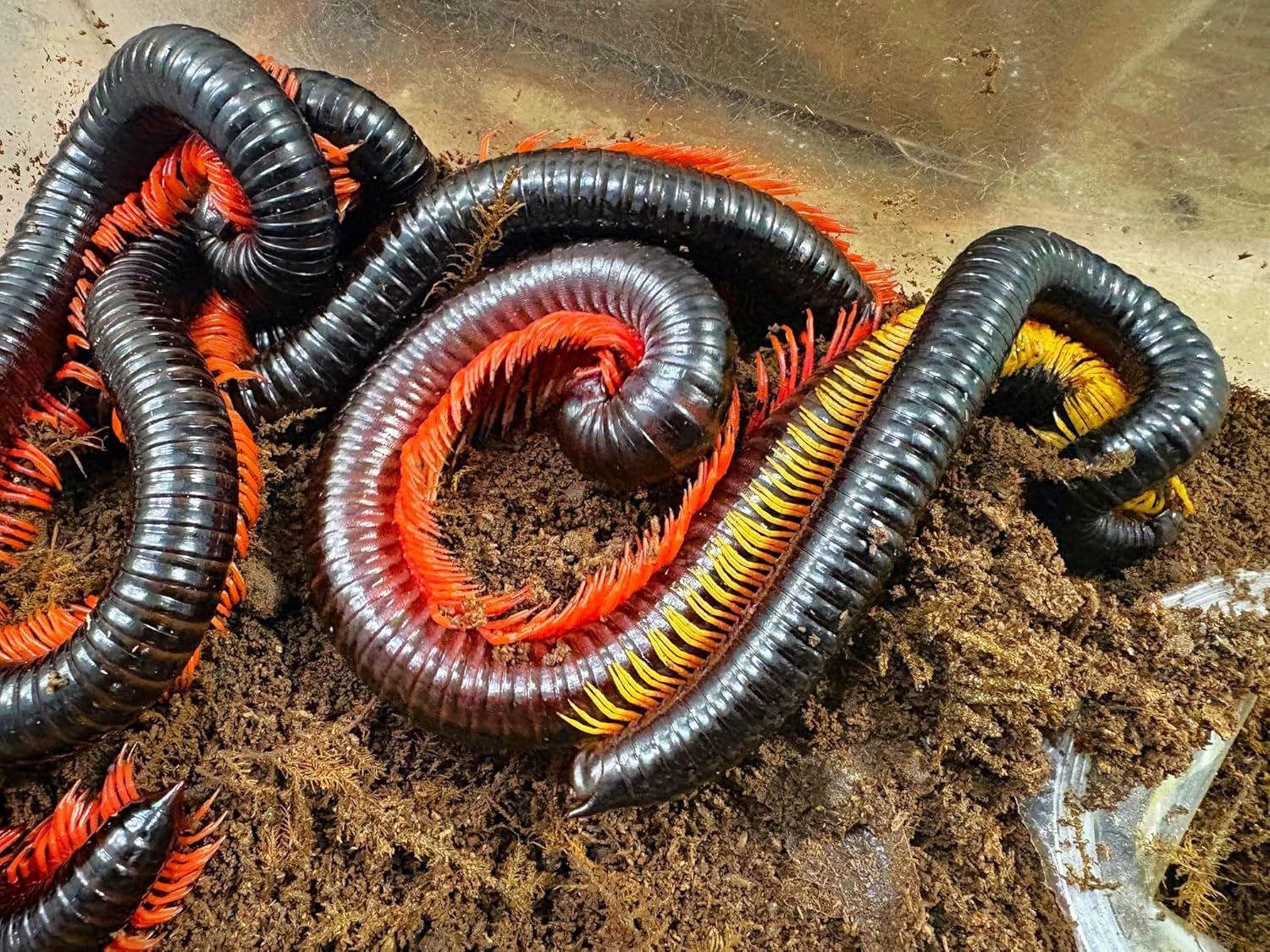 ゼフィリティスモルフォ（オス、ペルー産） <0907z標本・蝶> 蝶の標本