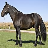 58 photos Top 20 Horse Breeds 1