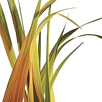 Vista 11 de Dove Care by Plants - Desodorante en barra para una protección duradera del desodorante, desodorante sin aluminio, 2.6 onzas, 3