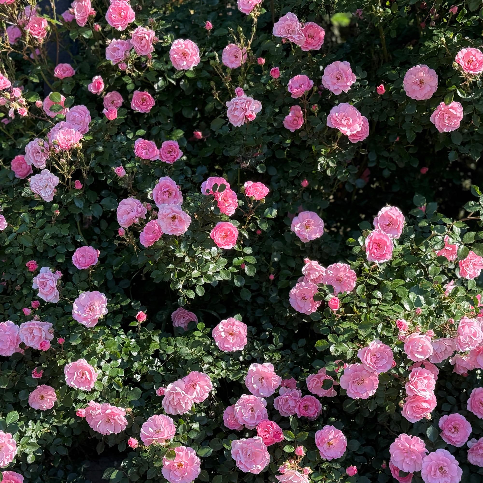 GardenersDream Rosal Trepador rosa – Rosal en Maceta Resistente y de Bajo Mantenimiento – Trepadora con Flores para Paredes, Pérgolas y Vallas