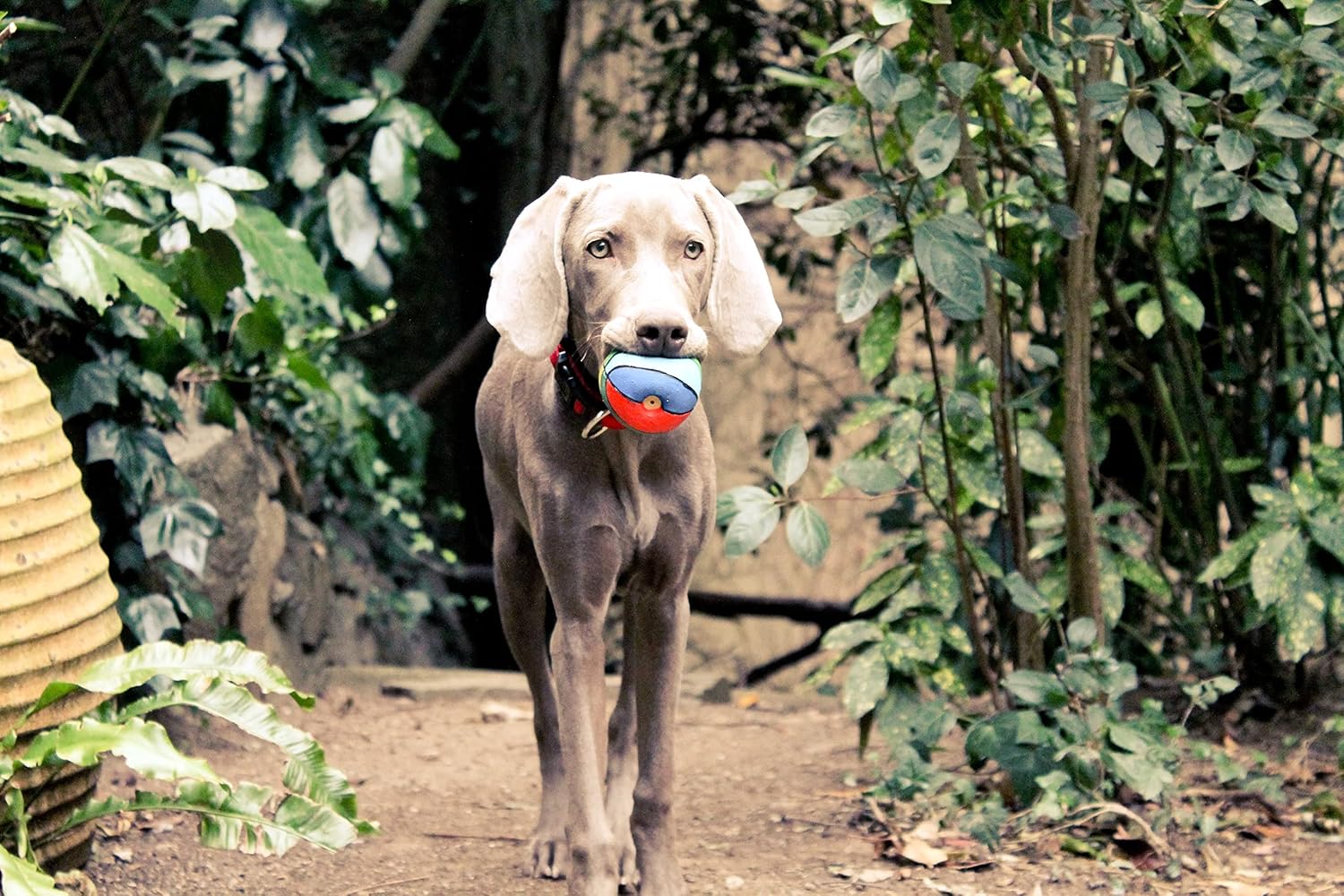 Lanco Rainbow Ball 100% Natural Rubber 8424678017115