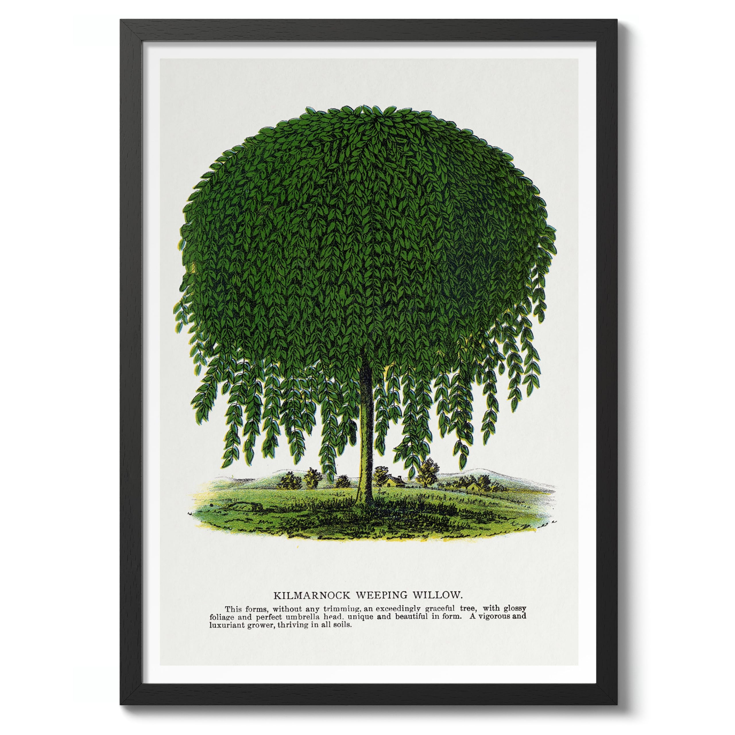 Kilmarnock Weeping Willow Vintage Botanical Tree Poster, Nature Home Decor Wall Art, Retro Encyclopedia Illustration, Archival Matte, A4 (Black Frame) - 29.7x21cm