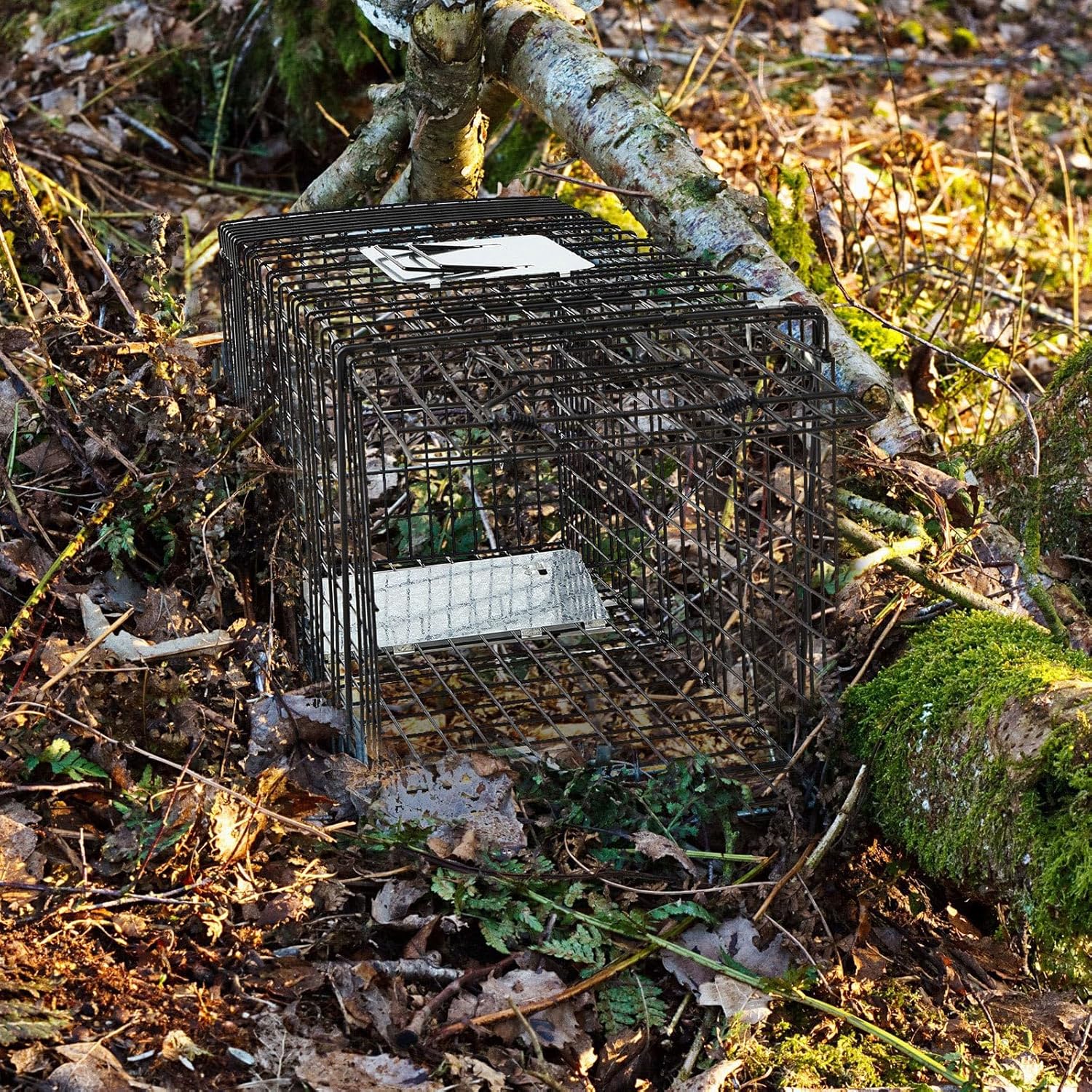 Qualirey 2 Pack Live Animal Trap Cage 24.41 x 7.09 x 8.27 Inch Cat Trap Cage Foldable Steel Humane Catch and Release Animal for Groundhog Squirrel Raccoon Mole Gopher(Black)