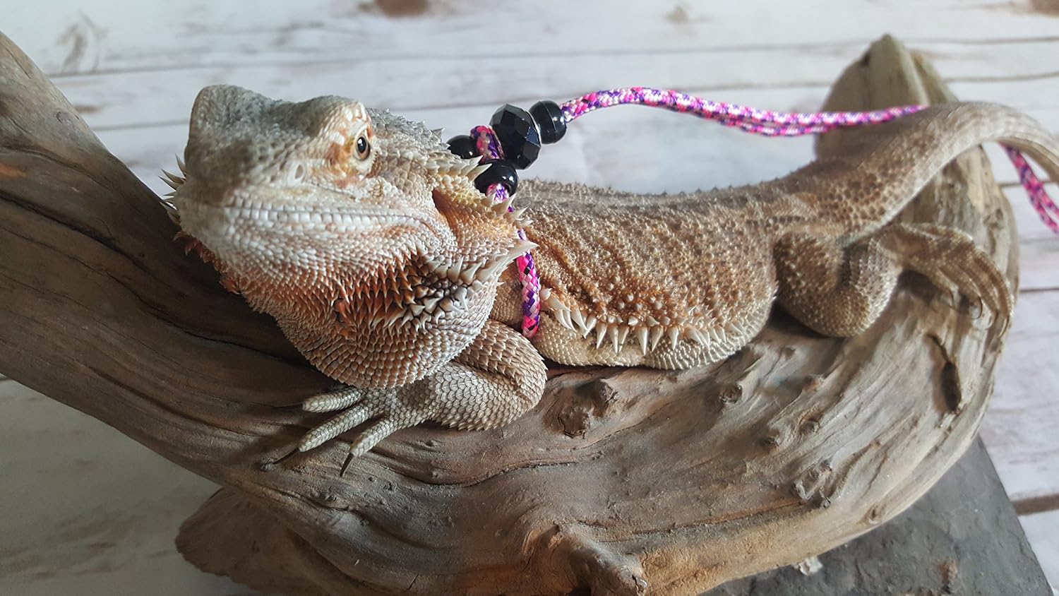 Adjustable Reptile Leash Green Harness Great for Reptiles or Small Pets - 100% Adjustable Green, Orange, and Blue Option (3 Ft Pink)