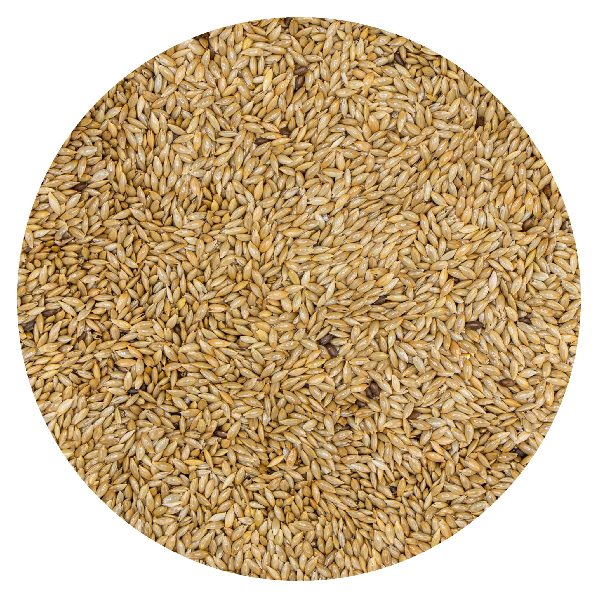 Scagliola Mini Mangime per Uso Zootecnico, Semi Selezionati Super Ventilati, 100% Vegetale No OGM, Qualità Premium, Vaesen-Belgio 25kg