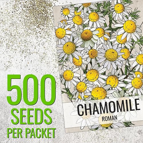 Miniatura 3 de Seed Needs Semillas de manzanilla romana para plantar, sin OMG, reliquia y sin tratar, cultiva un jardín de hierbas medicinales cultivadas en casa