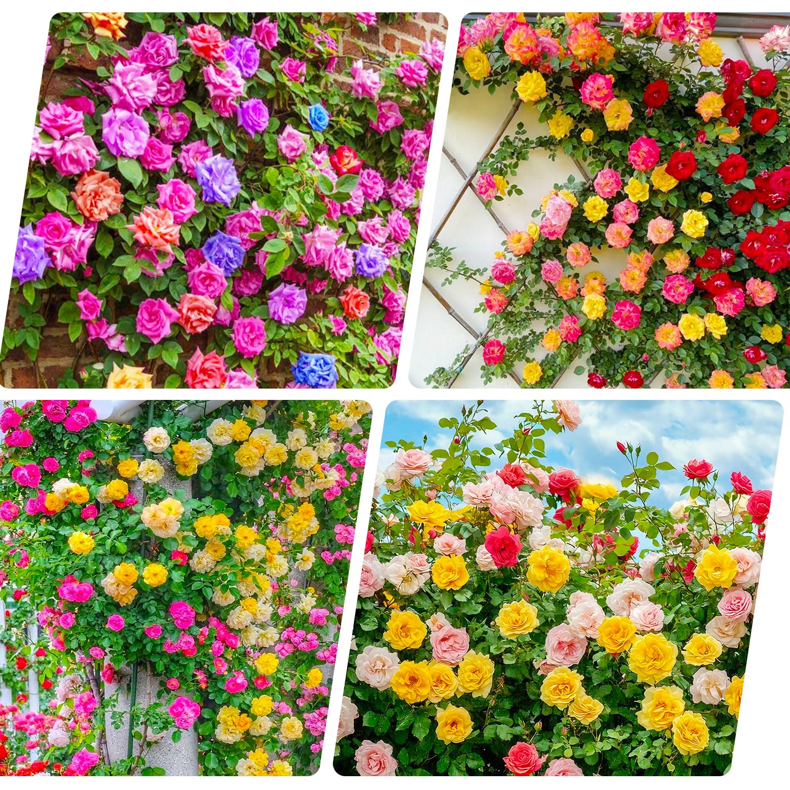 155+Mix Climbing Rose Seeds for Planting-Annual Rose Flower Seeds to Plant Outside, Non-GMO Heirloom Seed for Home Garden