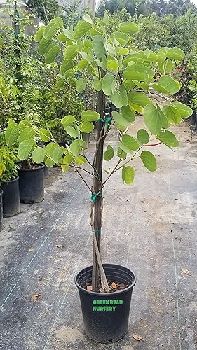 Miniatura 4 de Árbol vivo de Pata de vaca (Bauhinia Purpurea), árbol de orquídea hawaiana, árbol de hoja de pie de vaca, árbol de hoja pezuña de vaca Camel Foot