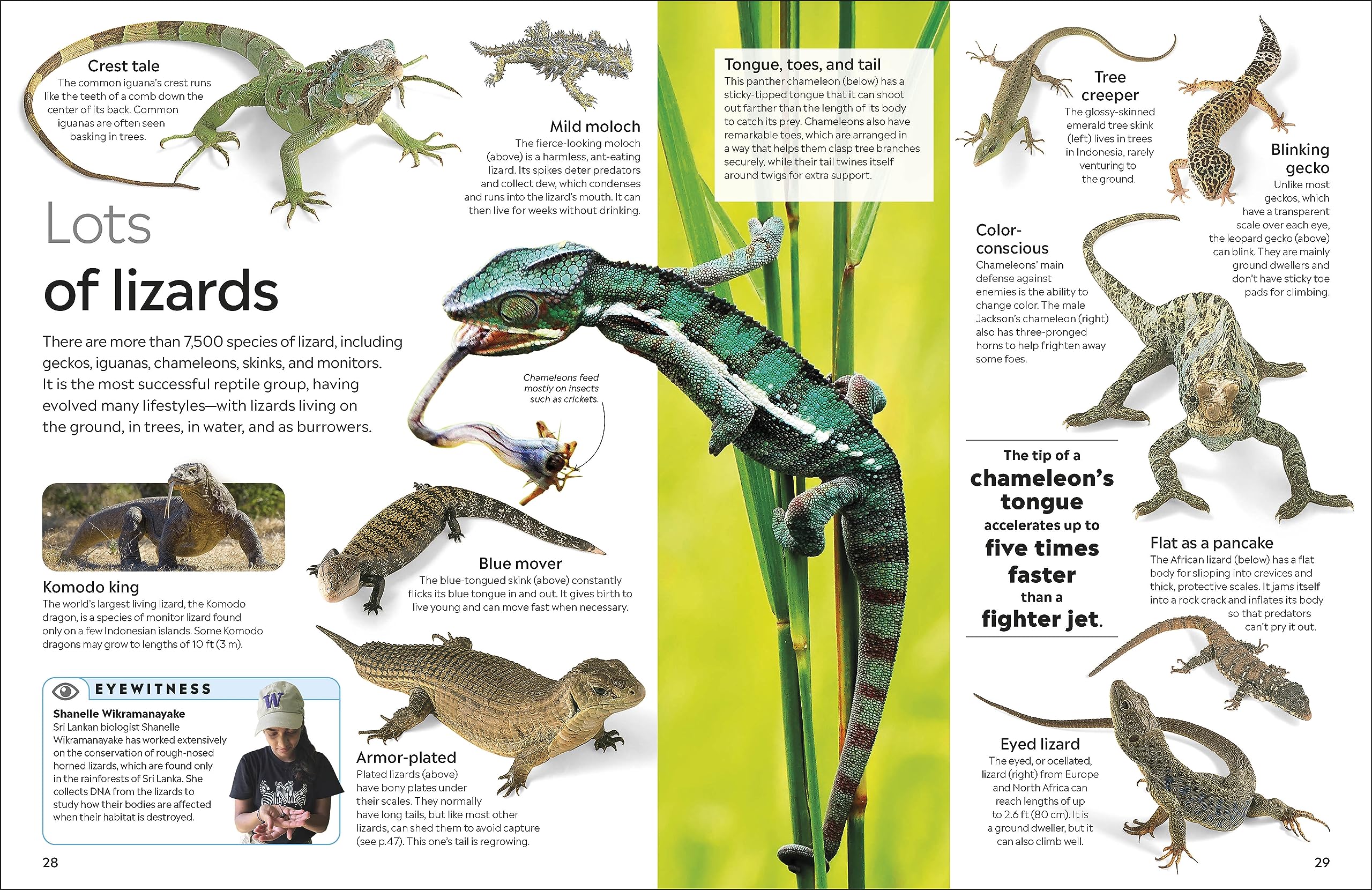 Eyewitness Reptile (DK Eyewitness) - Image 3