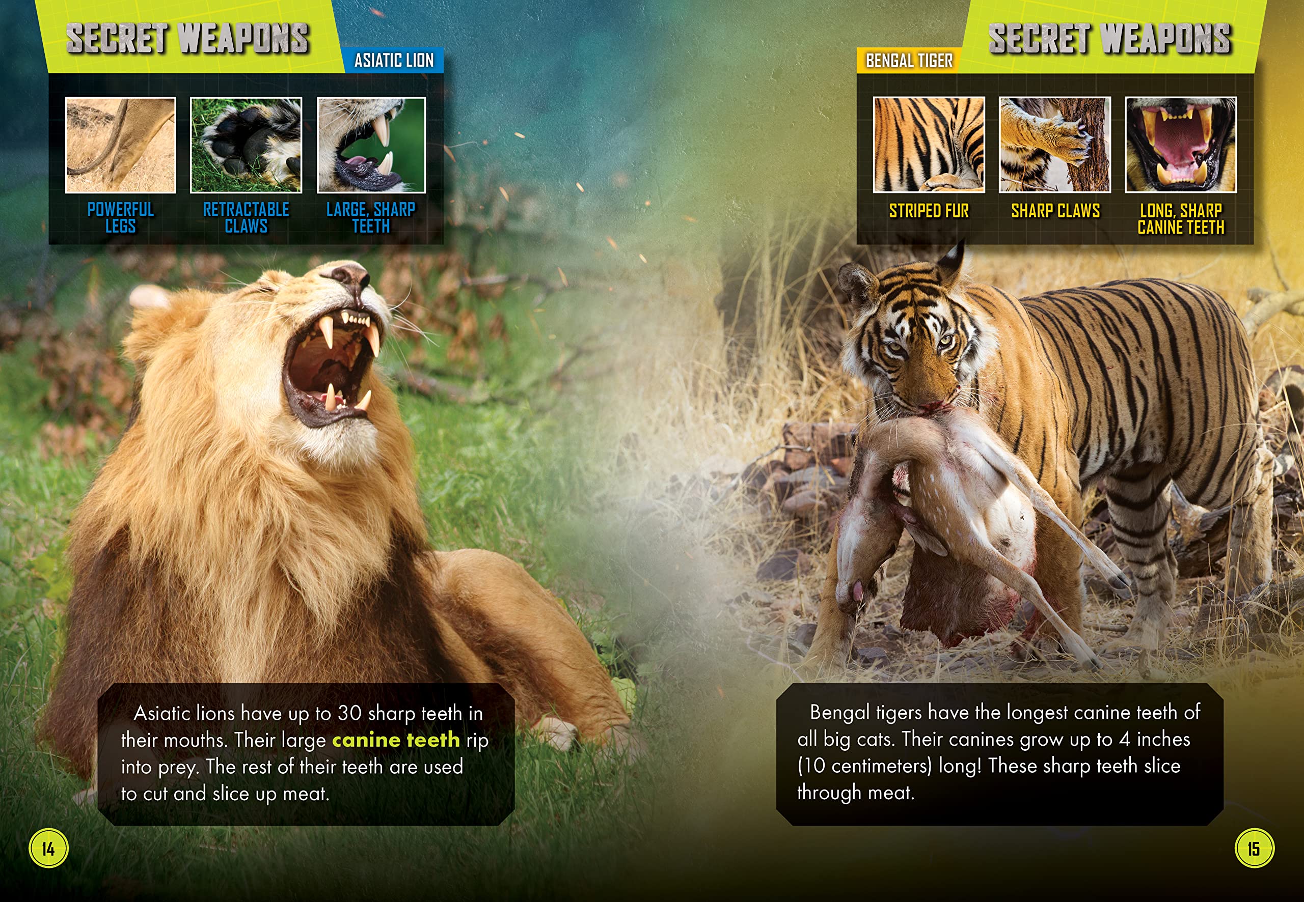 Asiatic Lion Vs. Bengal Tiger