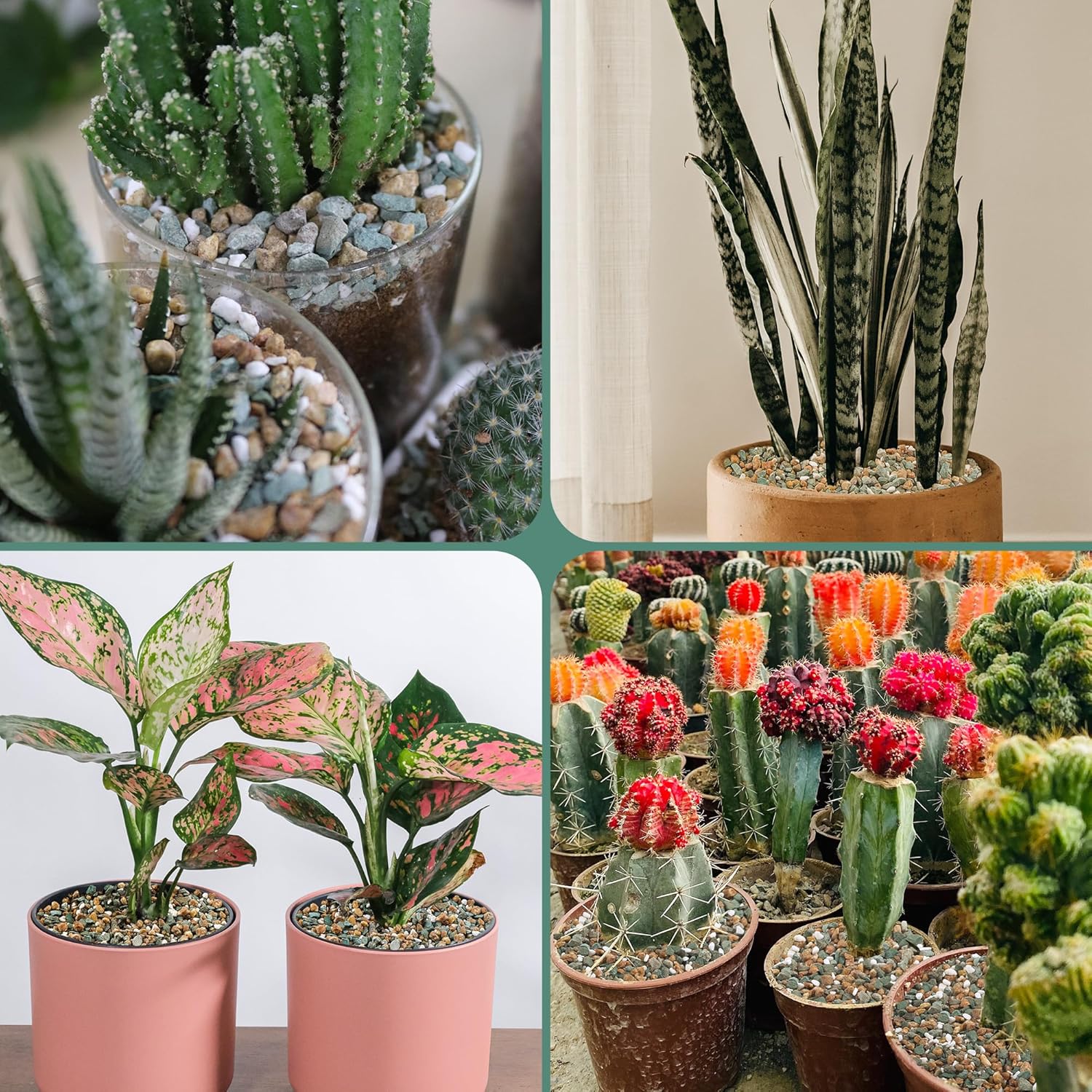 18lb Mix Rocks for Plants in Door -Mix Perlite,Maifanitum Stones,Zeolites Rocks for Bonsai Succulent Cactus Potting Soil and Vase Fillers, Fairy Gardening,Top Dressing - Image 6