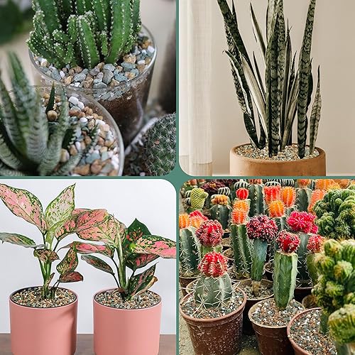 Miniatura 19 de Mezcla de rocas de lava de 18 libras para plantas en puerta, guijarros de grava para bonsái suculentos y rellenos de jarrones, jardinería de hadas