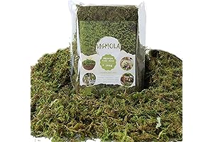 Decorative Green Moss for Enhancing Potted Plants and Creative Projects