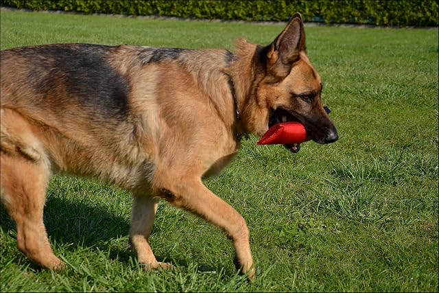 Foto 4 de 8 de Dingo Gear Firehose Bite Tug 1 Mango Juguete Resistente para Entrenamiento de Perros K9 IGP Deportes Jugar…