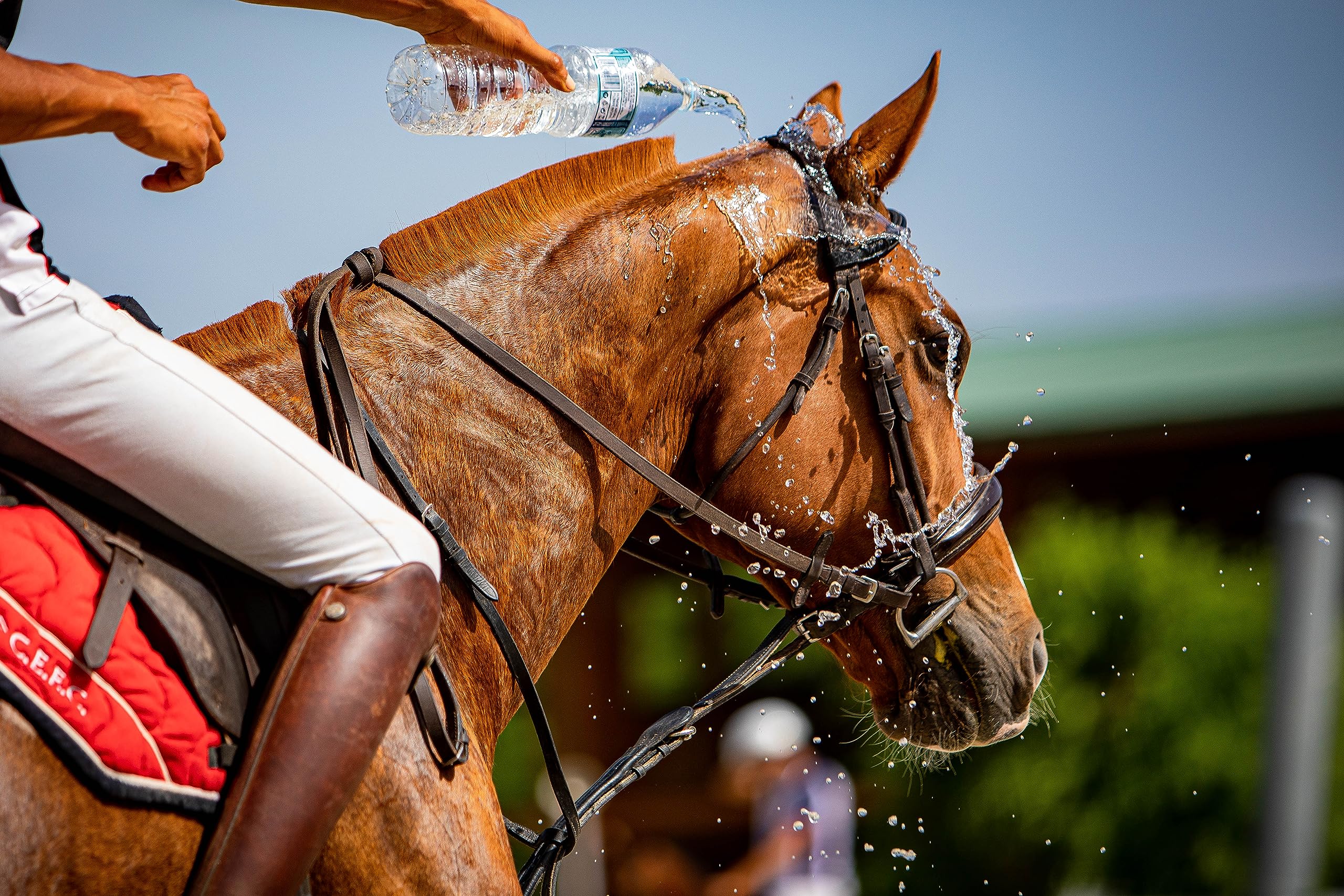 Excel Supplements VITAFLAV - Suplemento Alimenticio para Caballos | Mejora la Capacidad de respiración del Caballo | Aumenta el Rendimiento | Cuidado del Caballo | 1KG