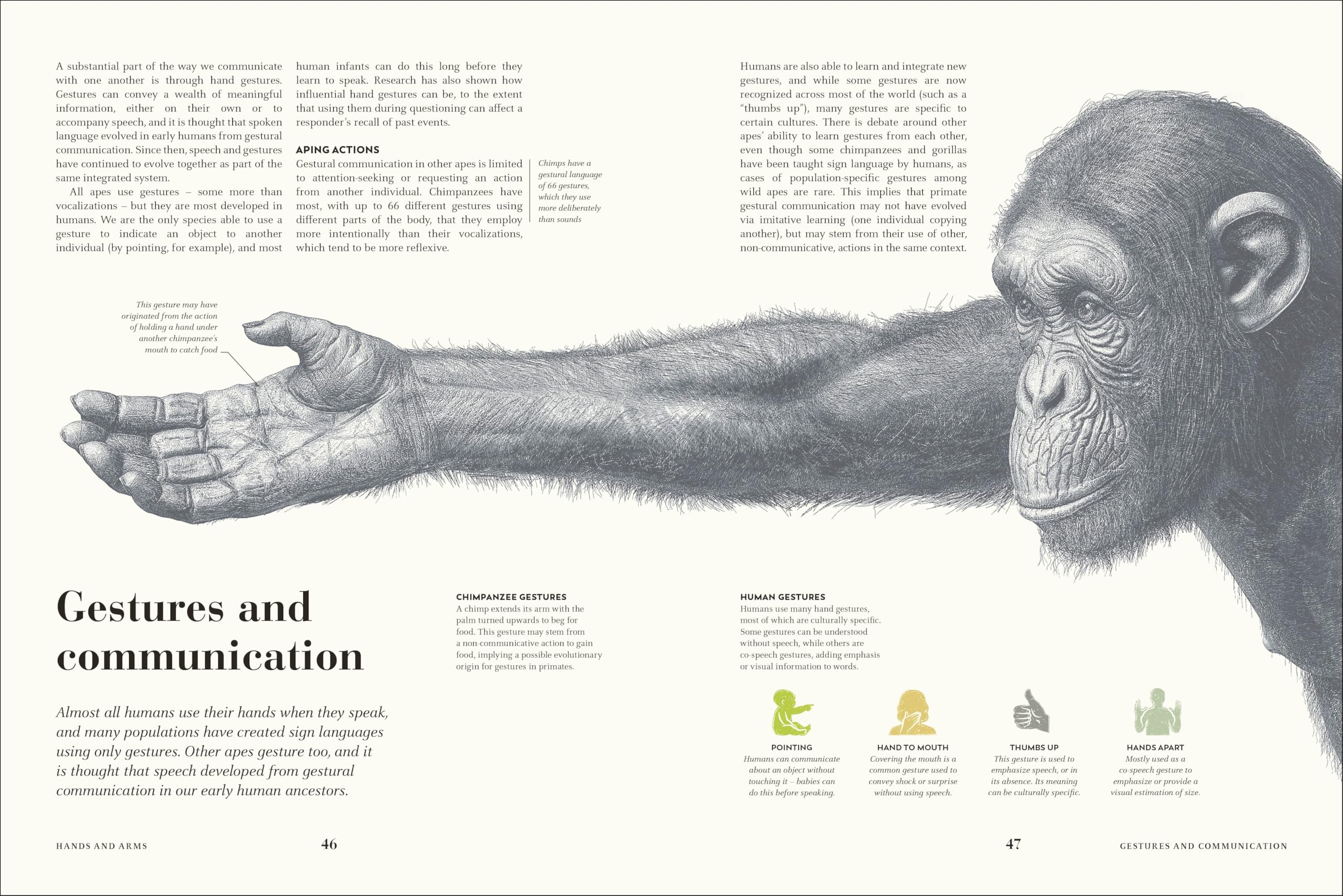 Humans: The Evolution of a Species