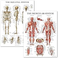 Palace Learning Laminated Muscular & Skeletal System Anatomy Poster Set - 2 Human Skeleton & Muscle Charts, 18x24 Durable Tear-Resistant
