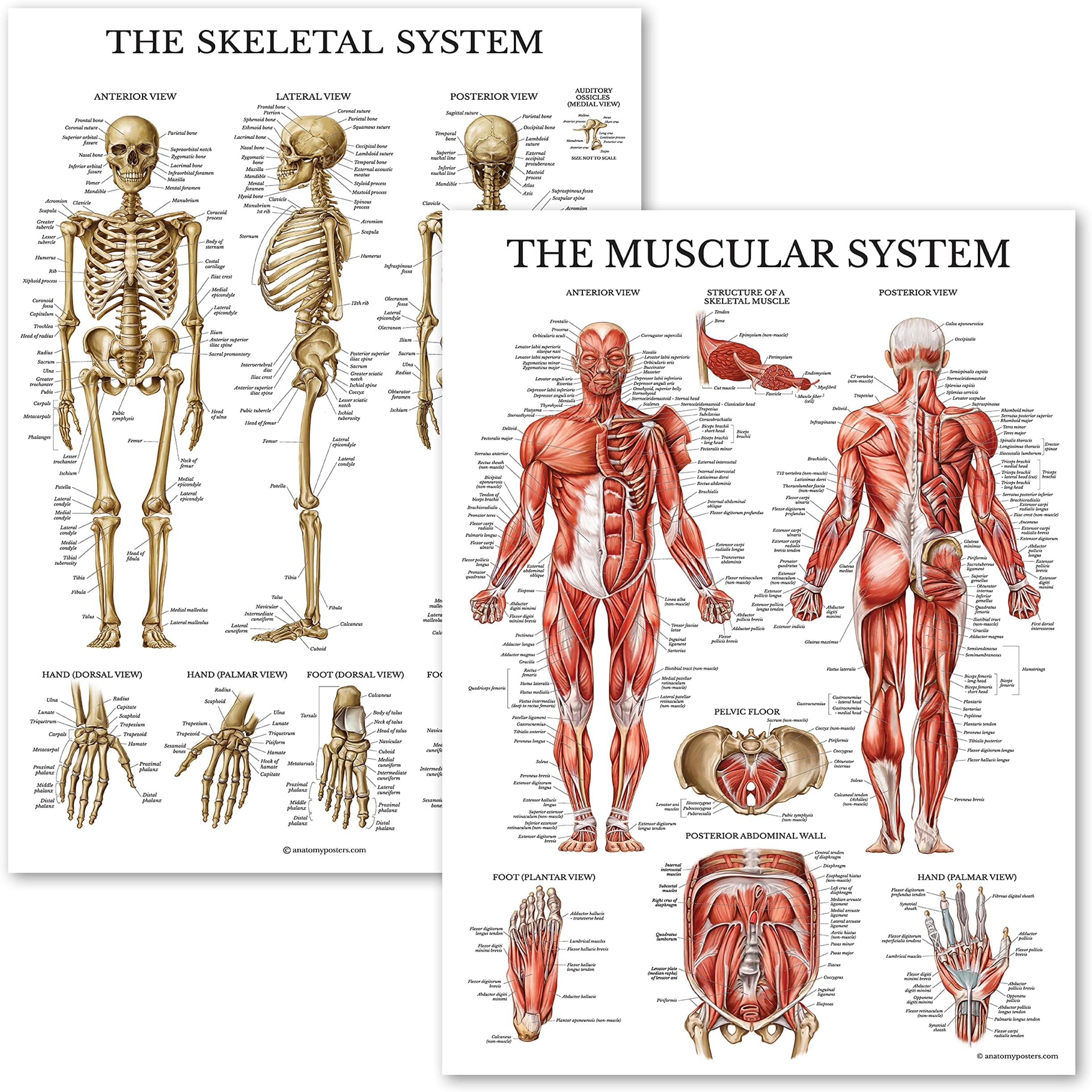 Palace Learning Muscular & Skeletal System Anatomical Poster Set - LAMINATED 2 Chart Set - Human Skeleton & Muscle Anatomy - (18" x 24")