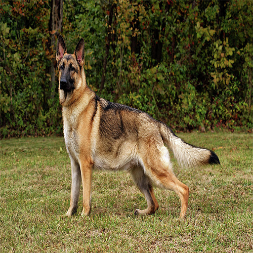German Shepherd Dog Training - App on Amazon Appstore
