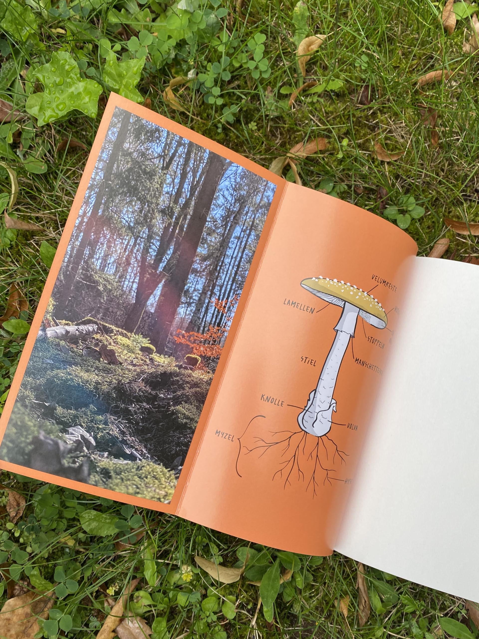 In den Pilzen: Suchen, finden, sammeln | Das Pilz-Buch von Experte und Influencer @pilzaddicted