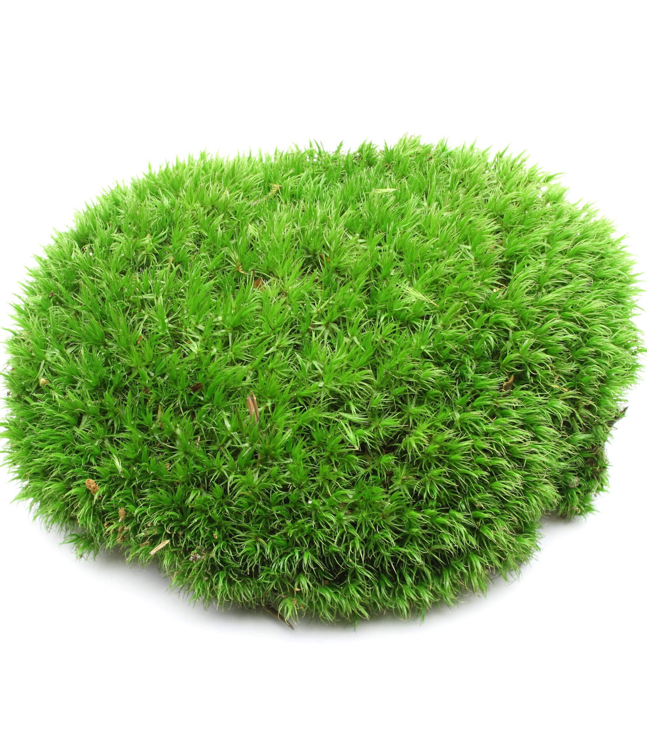 LUCKY PLANT - Paquete variado de musgo vivo fresco, ideal para terrarios de bricolaje, bonsái en miniatura, plantas en maceta, reptiles, suculentas (una pieza entera de musgo fresco de 8 x 8 pulgadas)