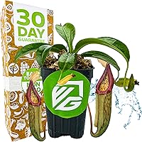 Vista 13 de Planta de jarra St. Gaya - Nepenthes carnívora de Wellspring Gardens - Jarrones únicos, fácil cuidado, planta de interior, impresionante planta