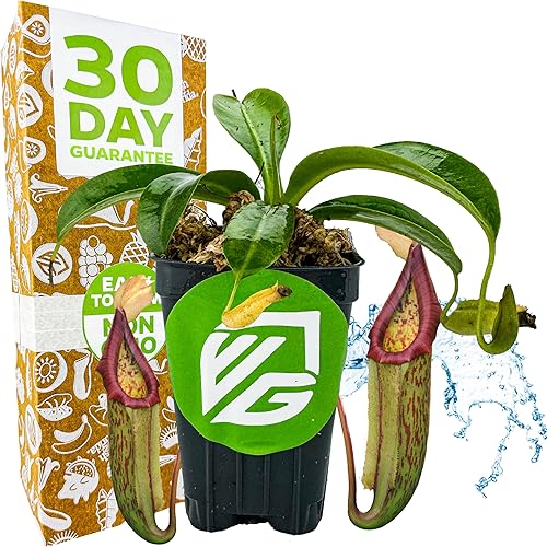 Miniatura 13 de Planta de jarra St. Gaya - Nepenthes carnívora de Wellspring Gardens - Jarrones únicos, fácil cuidado, planta de interior, impresionante planta