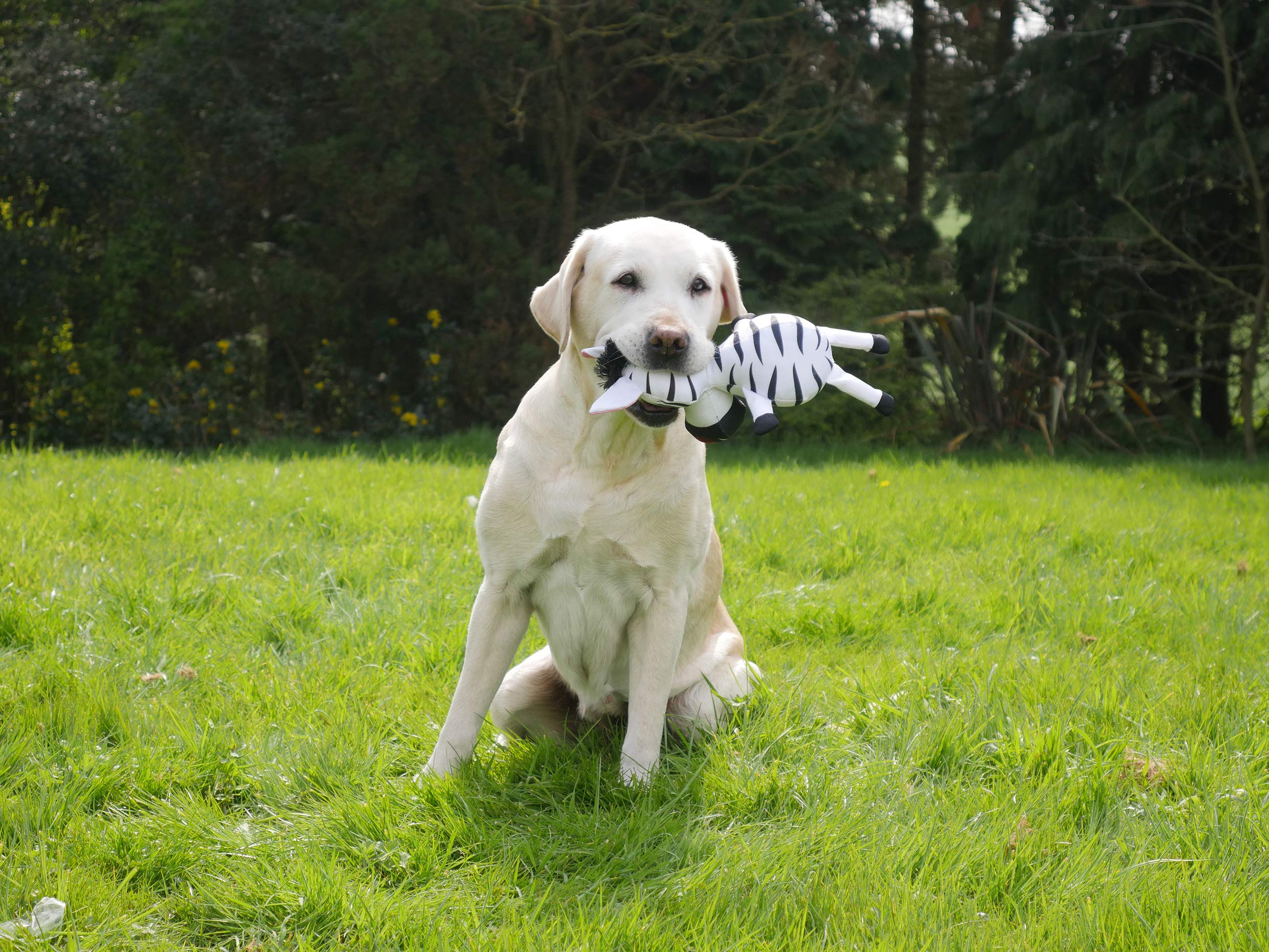 Rosewood Safari Tough Zebra Giocattolo per Cani