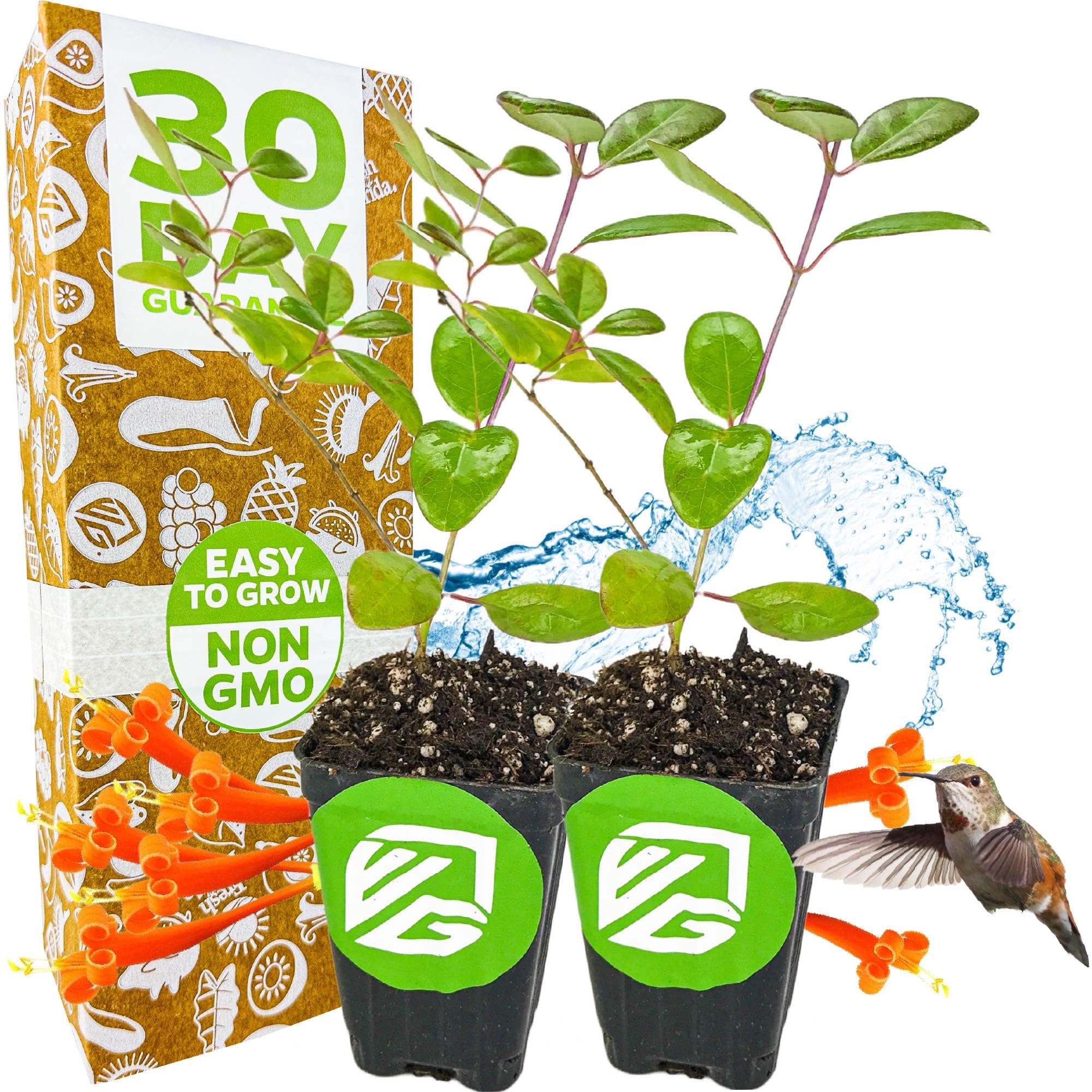 Trumpet Honeysuckle Coral Live Plant