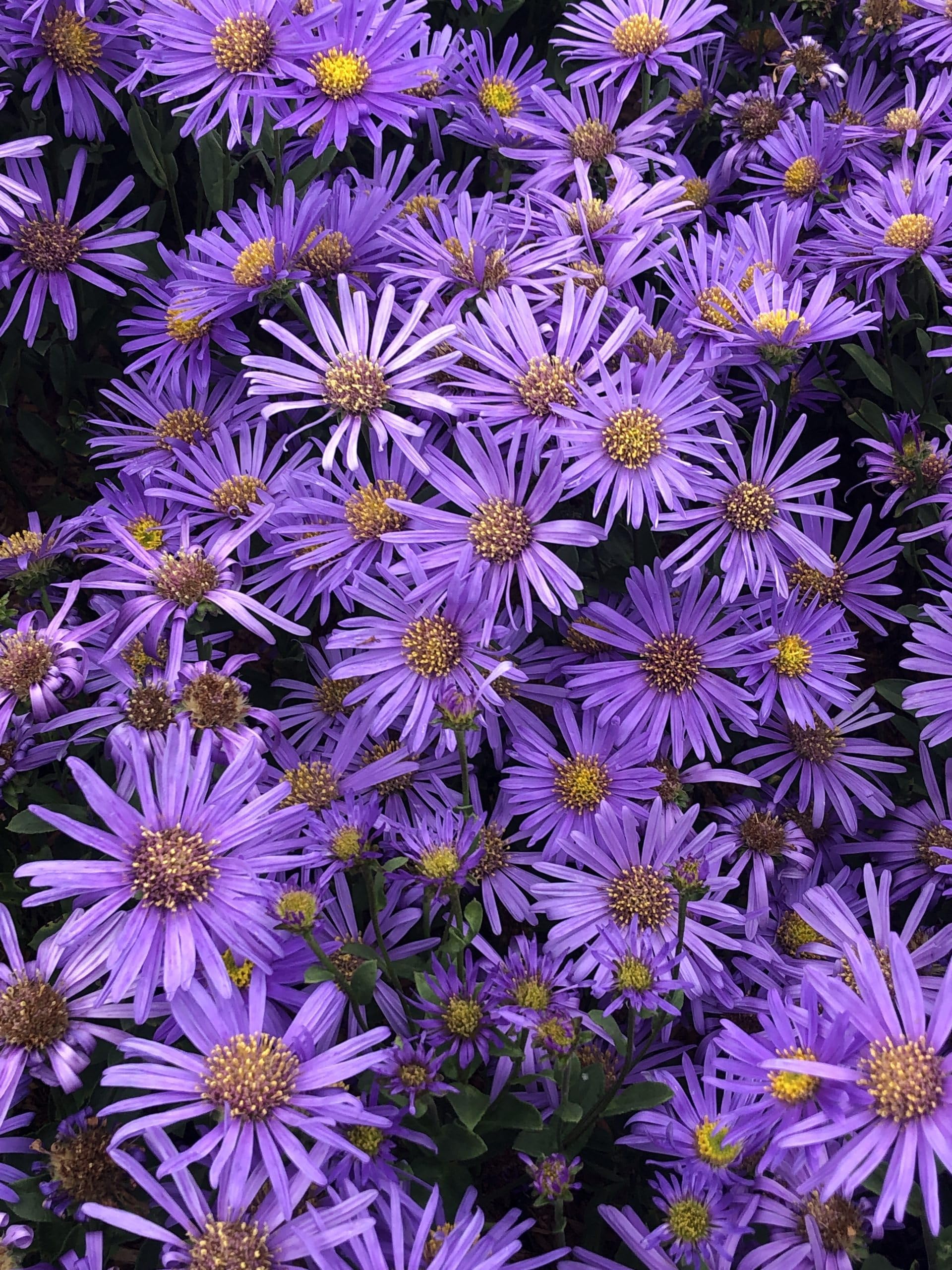 6x Aster de montagne - Aster amellus 'Blue King' | 9x9 cm pot