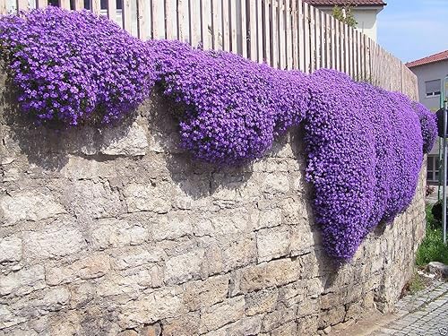 250 semillas de aubrieta - semillas para cascadas de flores morada resistente a ciervos