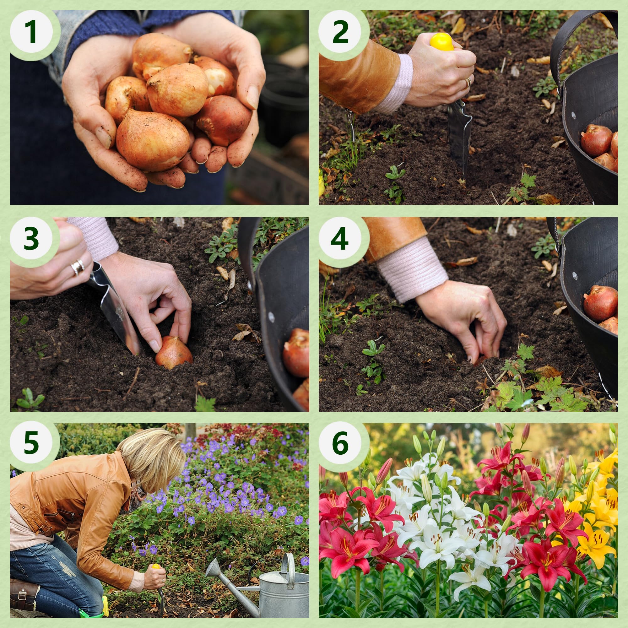 Colección de 15 bulbos de lirio de jardín Matrix, mezcla de 5 variedades, 3 de cada color, bulbos de flores perennes y resistentes al invierno, mezcla de Holanda para jardín y maceta
