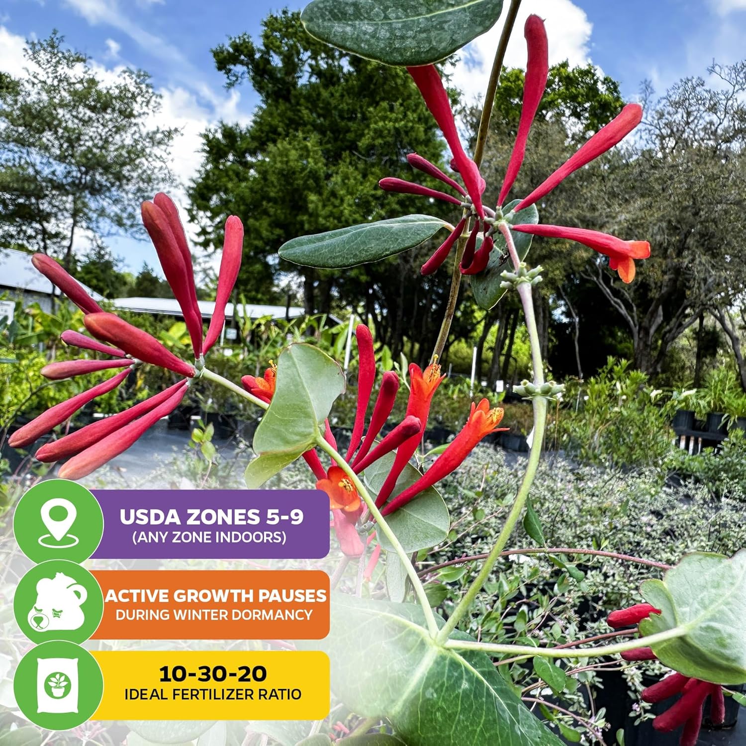 Trumpet Honeysuckle Coral Live Plant - Lonicera sempervirens - Wellspring Gardens Vibrant Blossoms, Honeysuckle Plants Live in Full Bloom Great for Nature Lovers & Gardeners- Outdoor & Indoor Planting