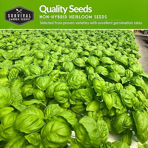 Miniatura 3 de Colección de semillas de hierbas hidropónicas para plantar perejil rizado salvia cebollino menta cilantro y hierbas genovesas para cualquier sistema