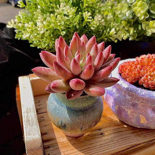 Miniatura 5 de Generic Echeveria - Plantas suculentas vivas raras de cerezas, 1 maceta de tamaño de 2 pulgadas, planta viva rosa, excluye maceta y tierra,