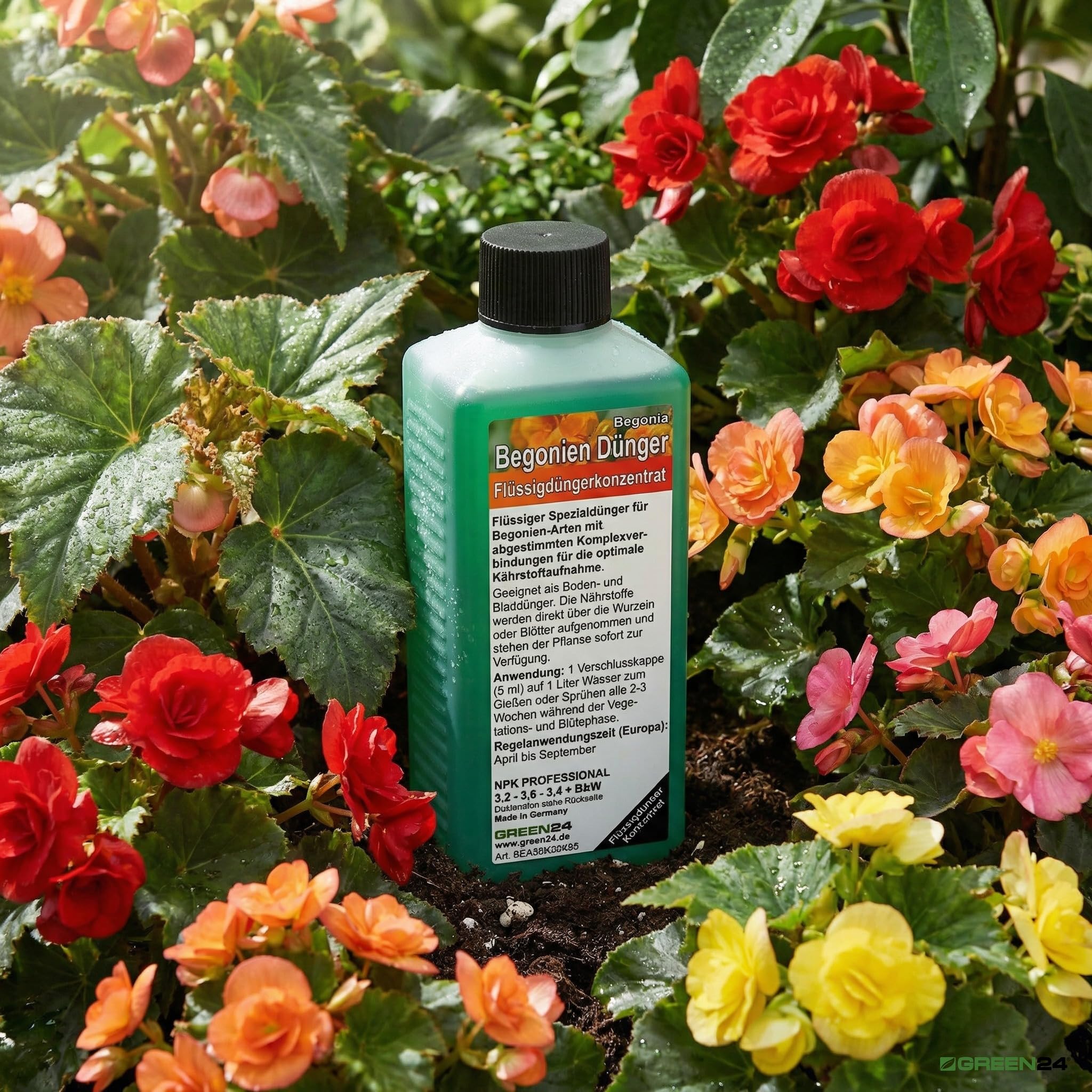 GREEN24 Begonia Fertiliser Begonia Special Fertiliser for All Begonia  Species, Promotes Lush Flowering and Strong Foliage, Ideal for Room, Tuber  and ...