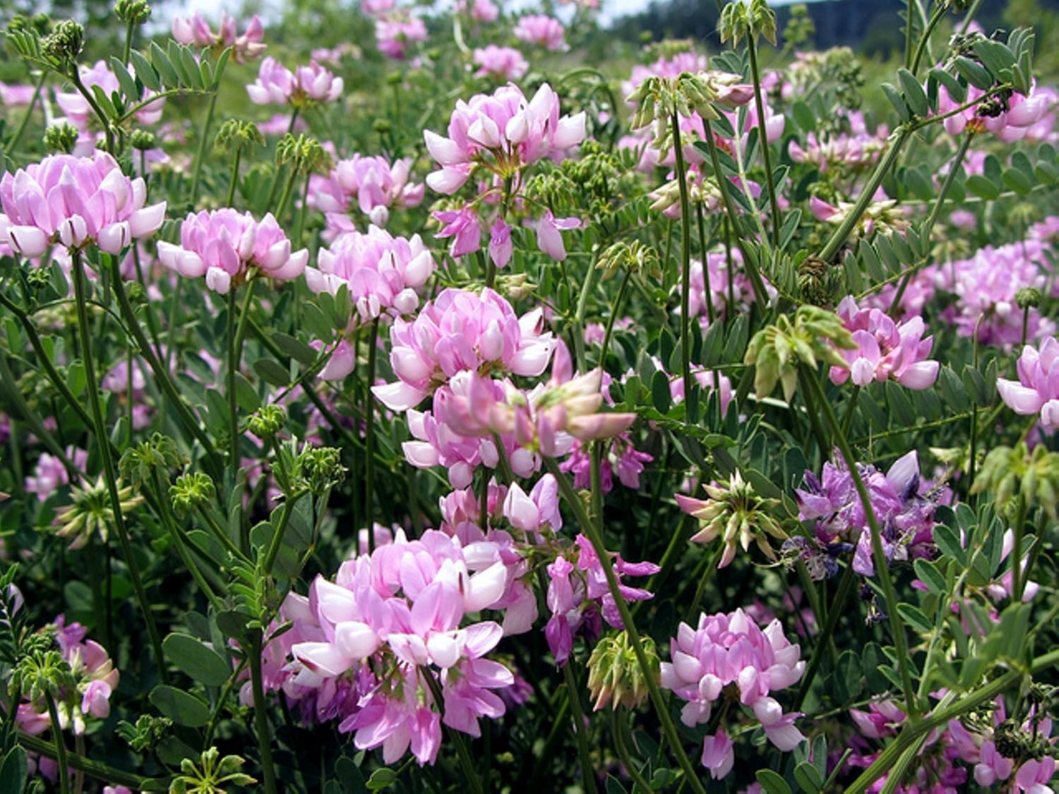 Nitro Coat Crown Vetch Seeds for Wildlife Food Plots and Soil Erosion Control (10,000 Seeds)