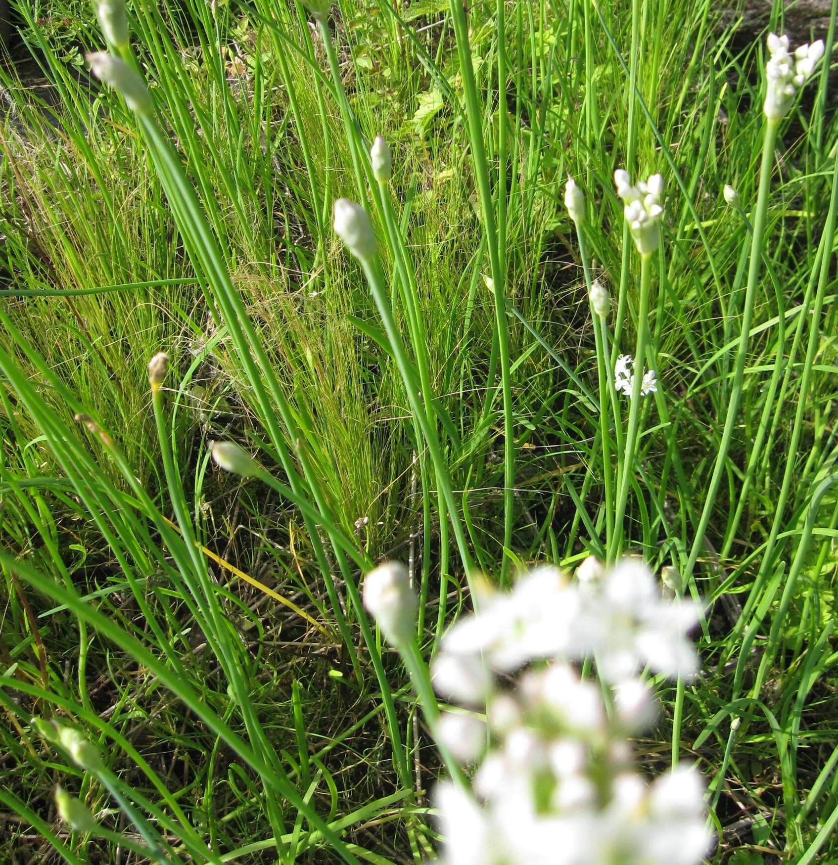 Schnittknoblauch - Allium tuberosum - Knoblauch-Schnittlauch - Chinesischer Schnittlauch