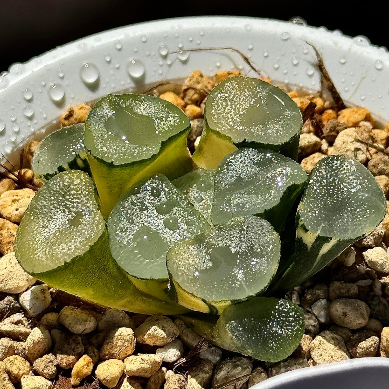 ハオルチア 多肉植物 希少 人気 レア ☆極上斑入り個体☆多肉植物