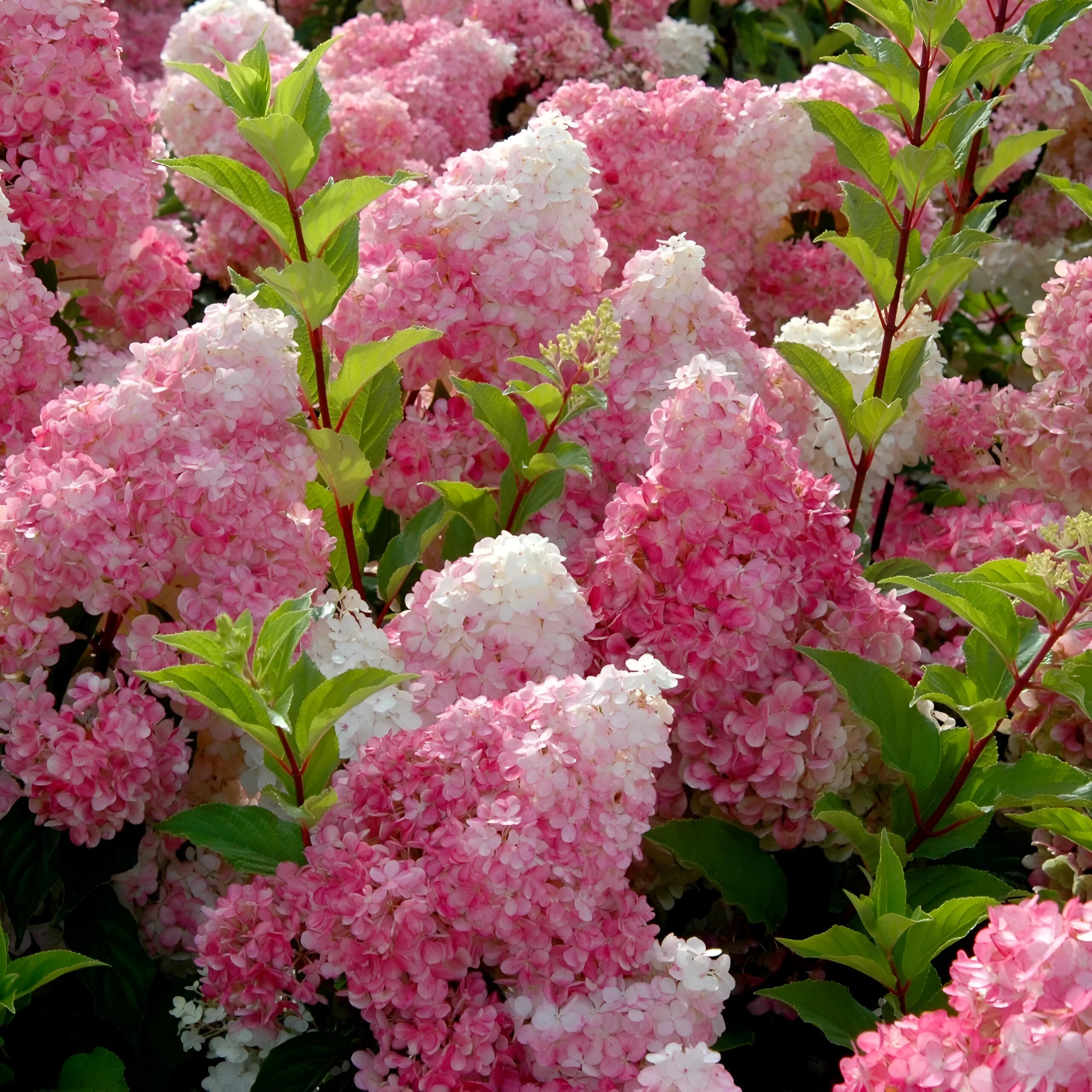 Dwarf Hybrid Hydrangea macrophylla 1 Live Flowering Plant with Grow bag -(height 25-35 c.m.) for home gardening (Pack Of - 1) (Berry White)