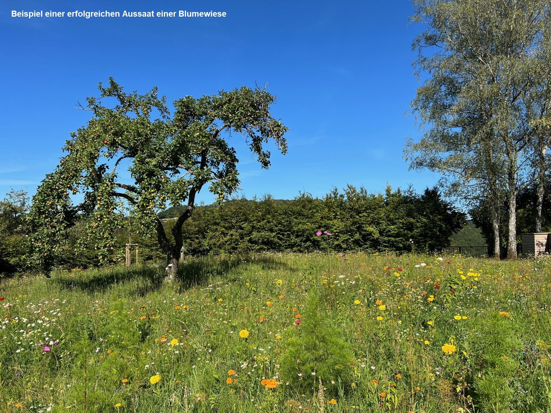 5kg Bienenweide Blumengarten Blumenmischung Blumenwiese für ca. 5000m² | Blumenmischung, Blumenwiese, für bis zu 5000m²