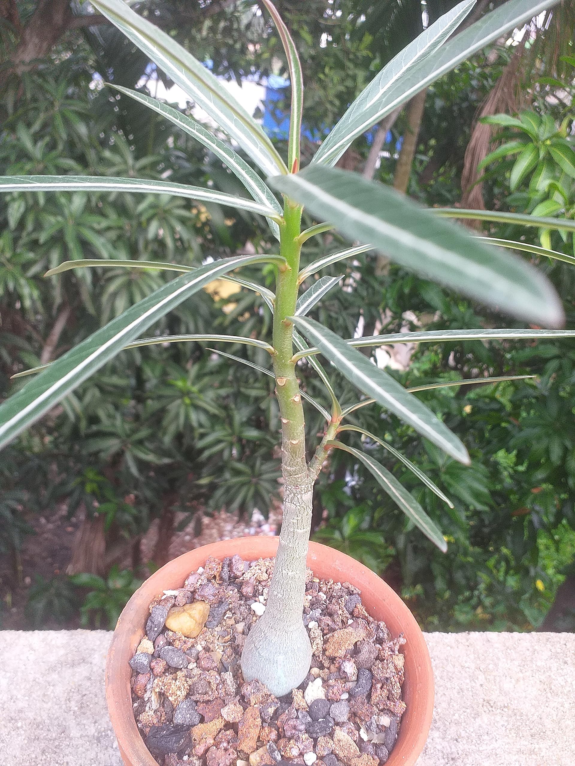 See full amazon price history chart for Grin Heaven Nursery, Adenium Nova Tanzania Exotic Live Plant Grin Heaven Nursery, Adenium Nova Tanzania Exotic Live Plant (B0CGG9M244) Amazon Price History, Amazon Price Tracker