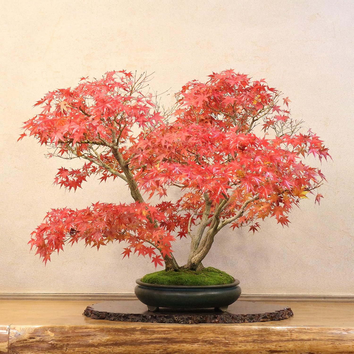 盆栽生活 清姫 もみじ 紅葉 盆栽(その他)｜売買されたオークション情報