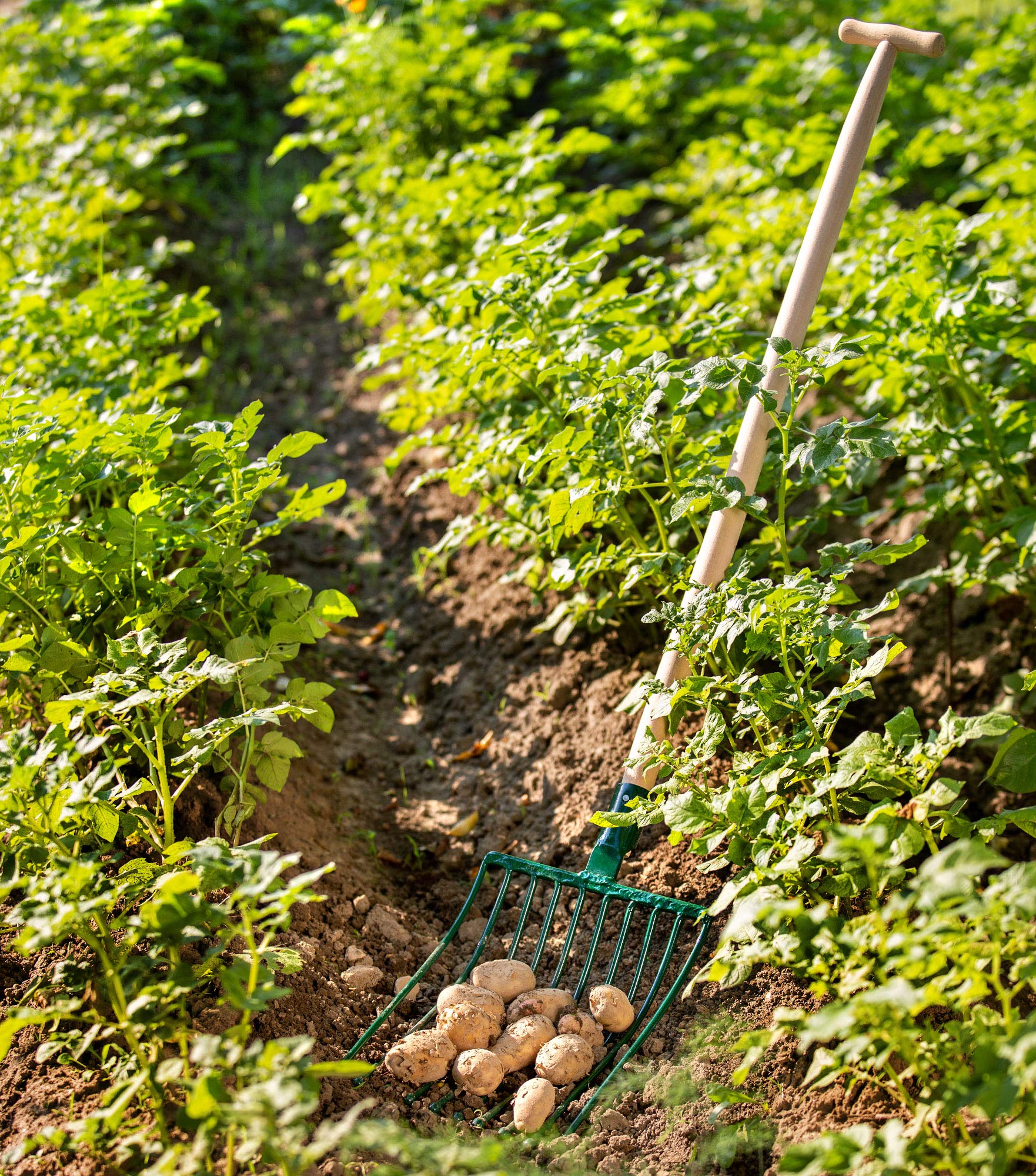 KADAX Kartoffelgabel, Forke, Heugabel, Spatengabel, Grabegabel, Mistgabel aus Stahl, Gabel für Kartoffeln, Garten, Drahtgabel mit 10 Zinken, Holzstiel, Gartengabel (T-Griff)