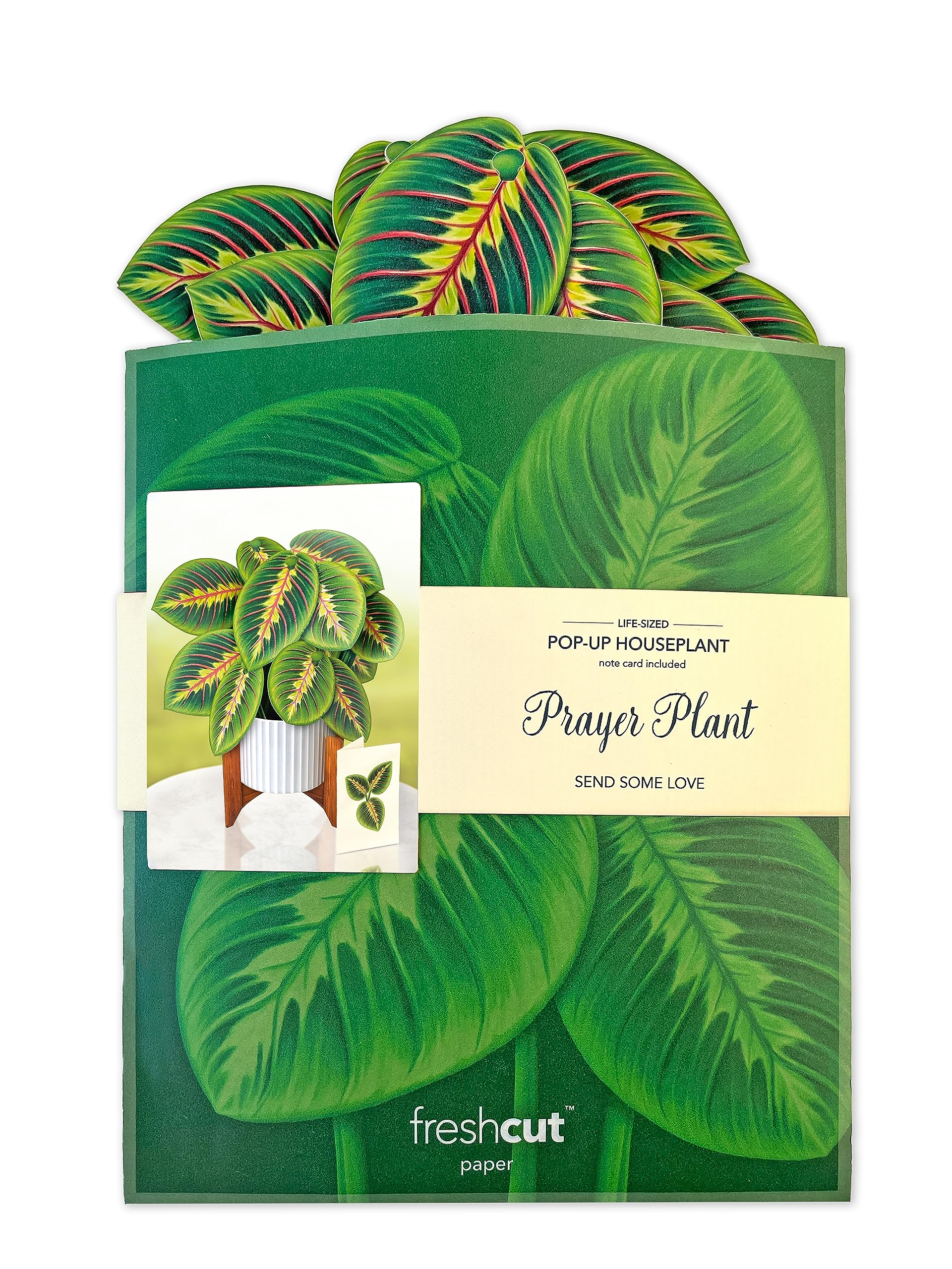 GREETING ART Cactus Garden Pop Up Card, 8.9 Cm Paper House