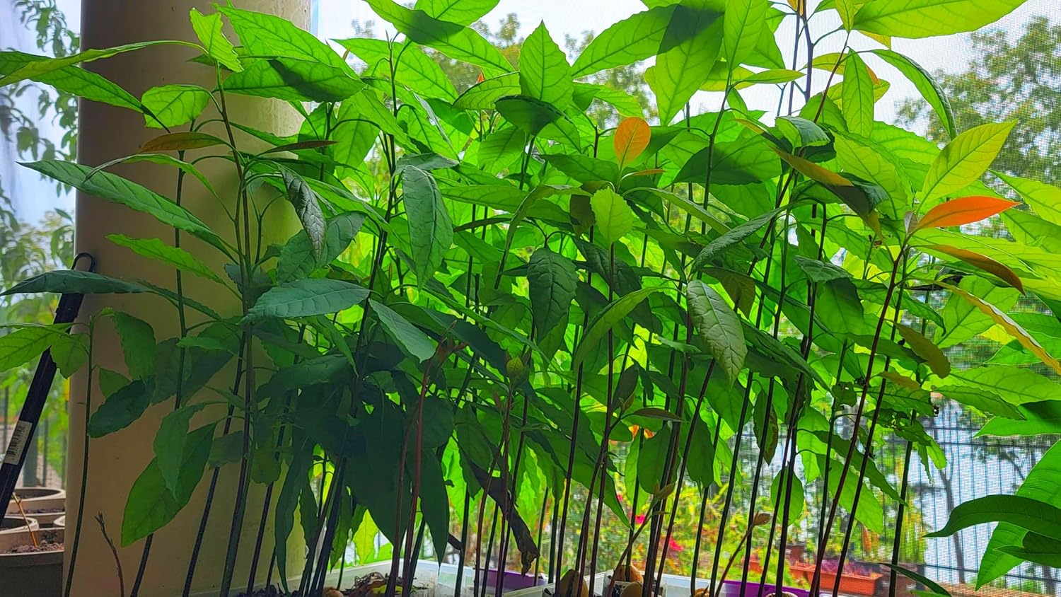 One Young Healthy Live Plant of HASS Avocado Tree - 1 to 2 Feet Tall - Grow Your Own Avocado - Grow Backyard Fruit Trees