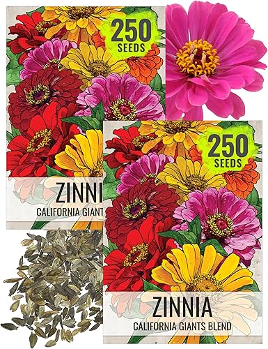 Seed Needs Semillas de Zinnia para plantar mezcla de zinnias de California Giants, reliquia y flores polinizadas abiertas para cultivar un jardín de