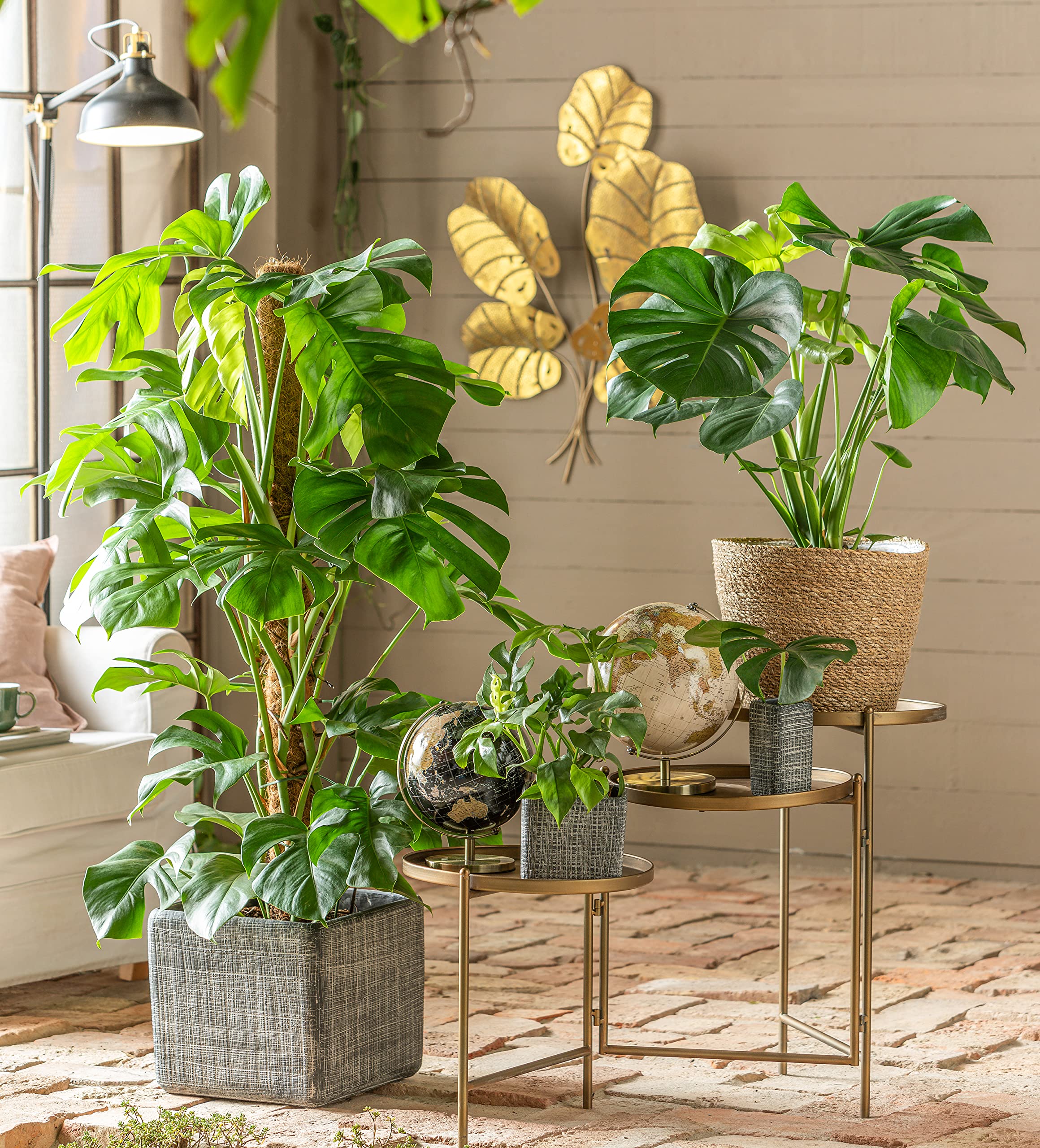 Dehner Fensterblatt-Monstera, geschlitztes Blattwerk, ca. 60-70 cm,  Topf  21 cm, Zimmerpflanze : Amazon.de: Garten