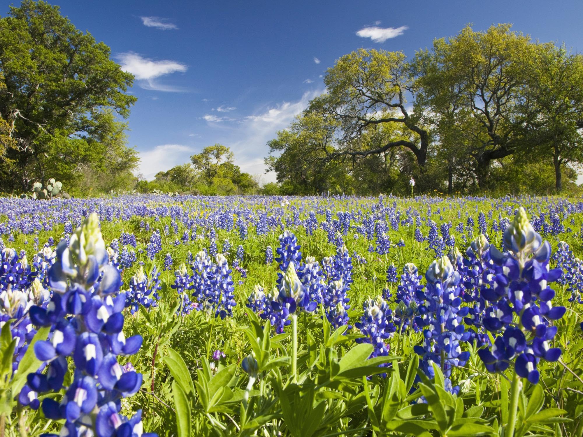ART.COM Wall Art Prints Field of Texas Bluebonnets and Oak Trees, Texas Hill Country, Usa by Julie Eggers, Places Decor, 32" x 24"